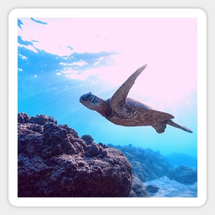 Majestic Green Sea Turtle Swimming Sticker